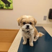 Perinton Veterinary Hospital ico