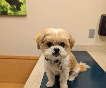Perinton Veterinary Hospital