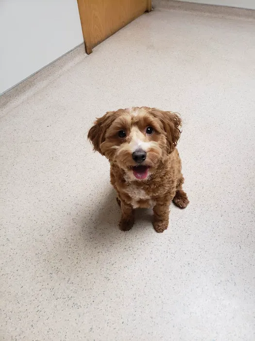 Perinton Veterinary Hospital 3