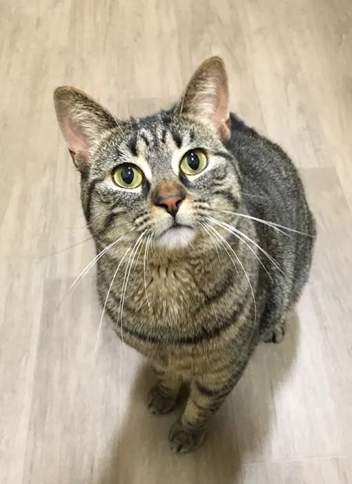 Victor Vet Care 7