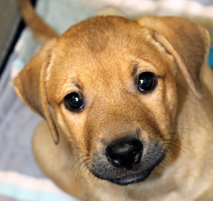 Saint Francis Animal Hospital 2