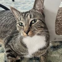 Saint Francis Animal Hospital ico