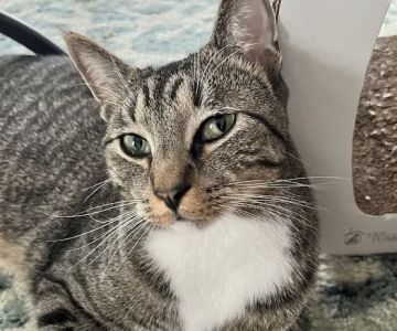 Saint Francis Animal Hospital