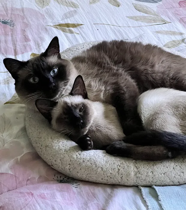 Saint Francis Animal Hospital 3