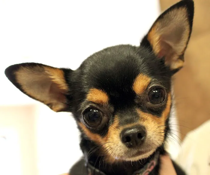 Saint Francis Animal Hospital 7
