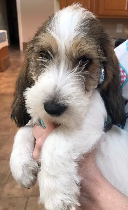 Saint Francis Animal Hospital 8