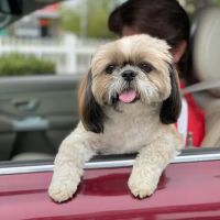 Kind Care Animal Hospital ico