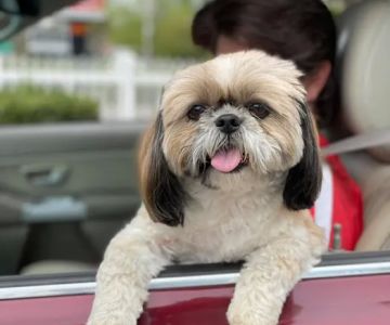 Kind Care Animal Hospital