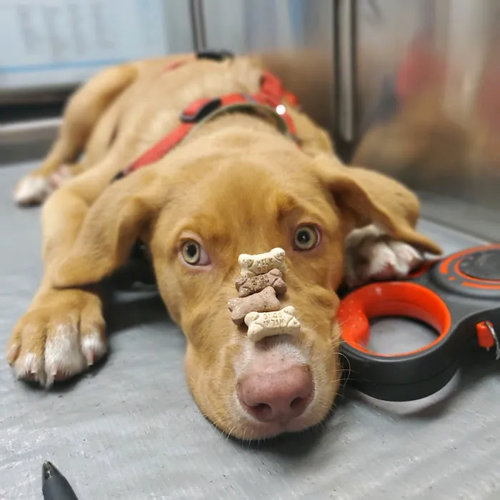 Kind Care Animal Hospital 3