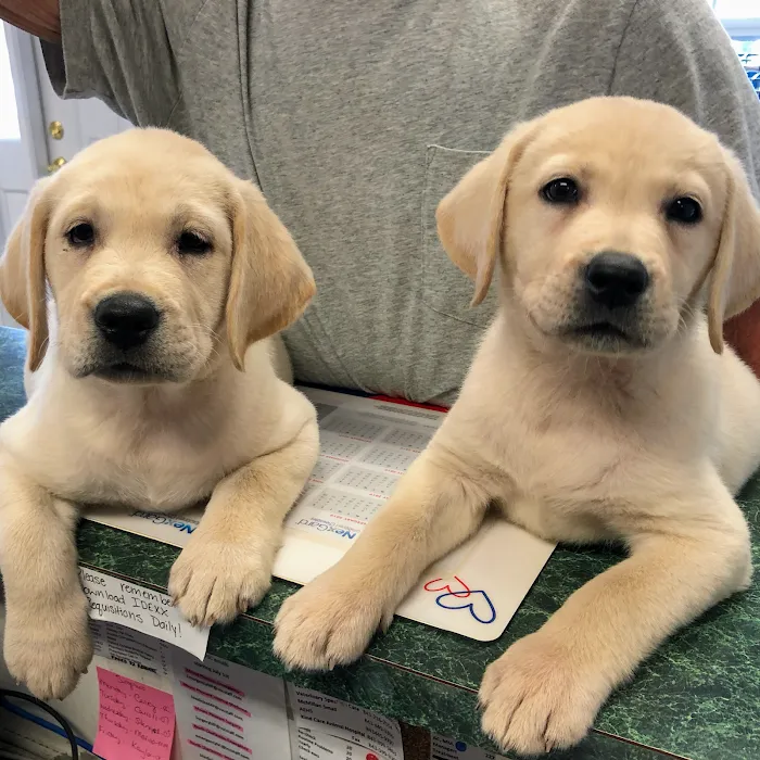 Kind Care Animal Hospital 6