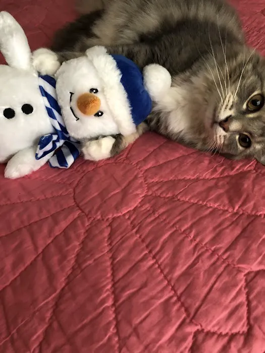 Kind Care Animal Hospital 10