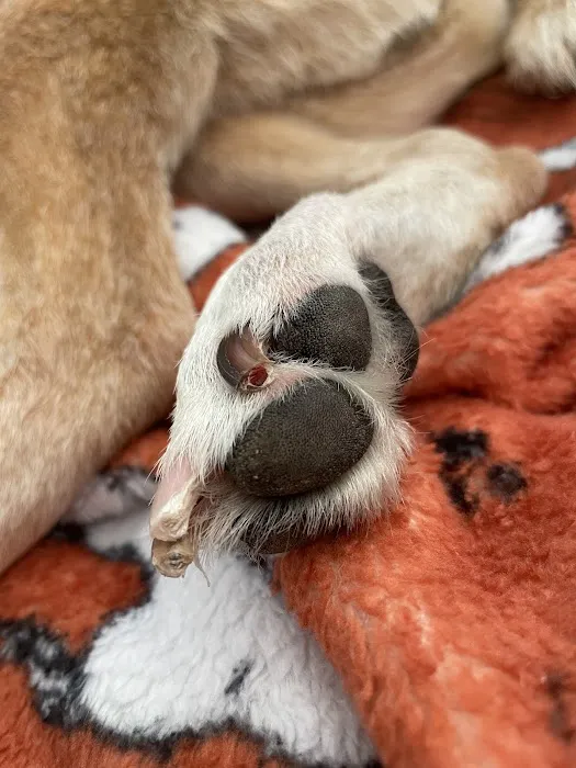 Banfield Pet Hospital 1