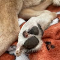 Banfield Pet Hospital ico