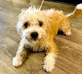 North Myrtle Beach Animal Shelter 1