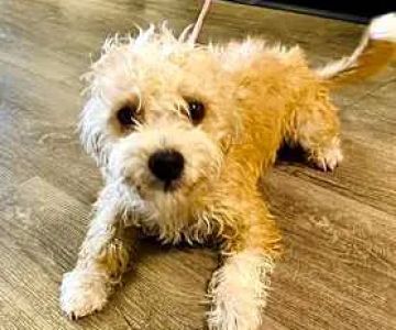North Myrtle Beach Animal Shelter