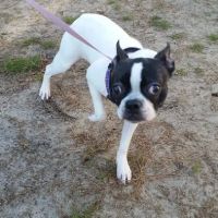 Paws Inn Kennels & Pet Center ico