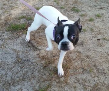 Paws Inn Kennels & Pet Center