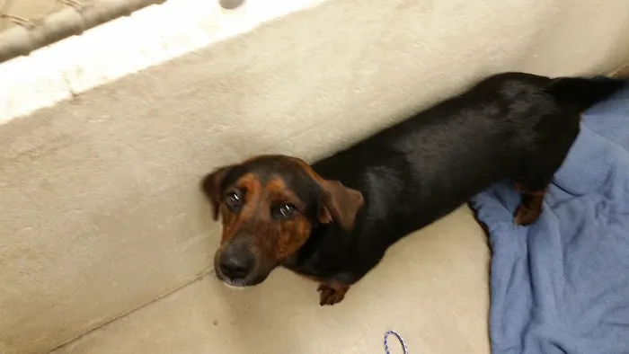 Paws Inn Kennels & Pet Center 8