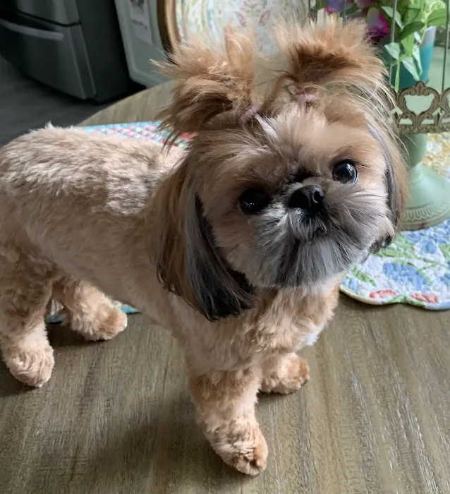 Animal Hospital of North Myrtle Beach 3