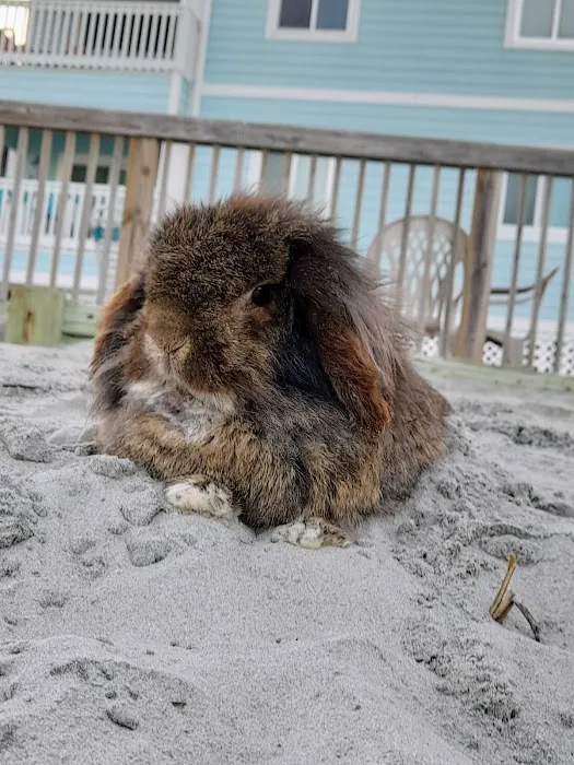 Animal Hospital of North Myrtle Beach 4