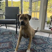 Animal Hospital of North Myrtle Beach ico