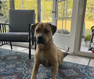 Animal Hospital of North Myrtle Beach