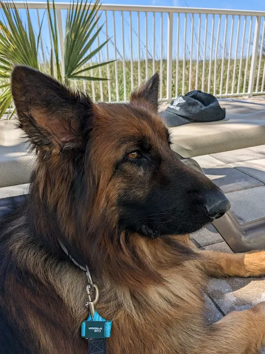 Animal Hospital of North Myrtle Beach 5