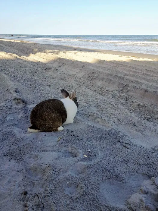 Animal Hospital of North Myrtle Beach 10
