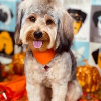 Southern Veterinary Hospital ico