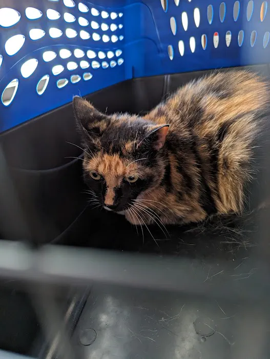 Southern Veterinary Hospital 8