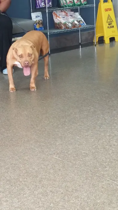 Southern Veterinary Hospital 9
