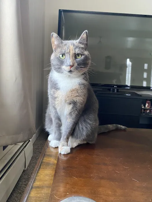 Feline Veterinary Care of Morgantown 1