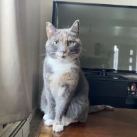 Feline Veterinary Care of Morgantown ico