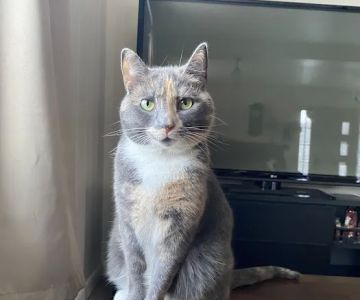 Feline Veterinary Care of Morgantown