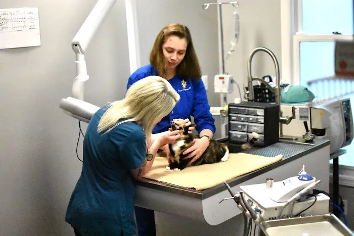 Feline Veterinary Care of Morgantown 5