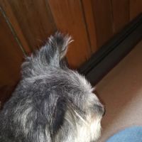 Mountaineer Veterinary Clinic ico
