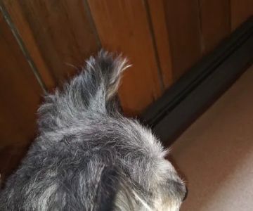 Mountaineer Veterinary Clinic