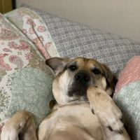 Lakeview Animal Clinic ico