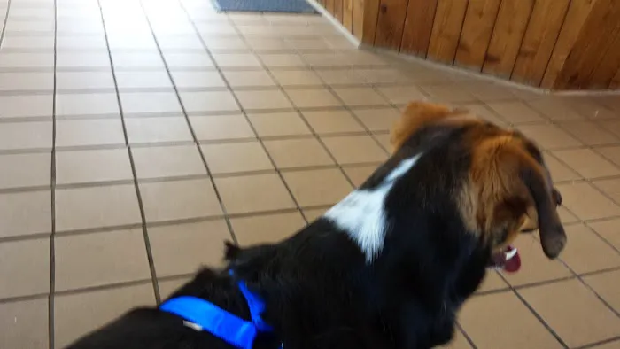 Lakeview Animal Clinic 8