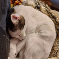 Vought Veterinary Services LLC ico