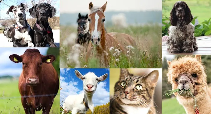 Vought Veterinary Services LLC 10