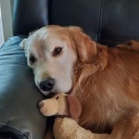 Loyalhanna Veterinary Clinic ico