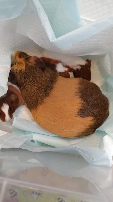 Loyalhanna Veterinary Clinic 7