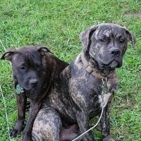 Donovan Veterinary Clinic ico