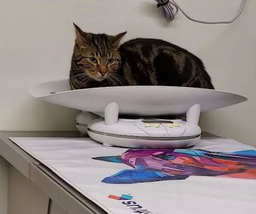 Glades Pike Veterinary Hospital