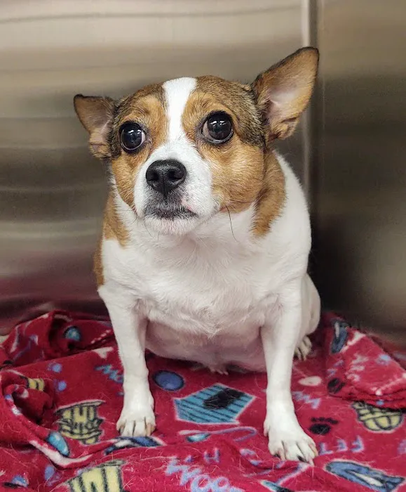 Animal Medical Center Somerset 3