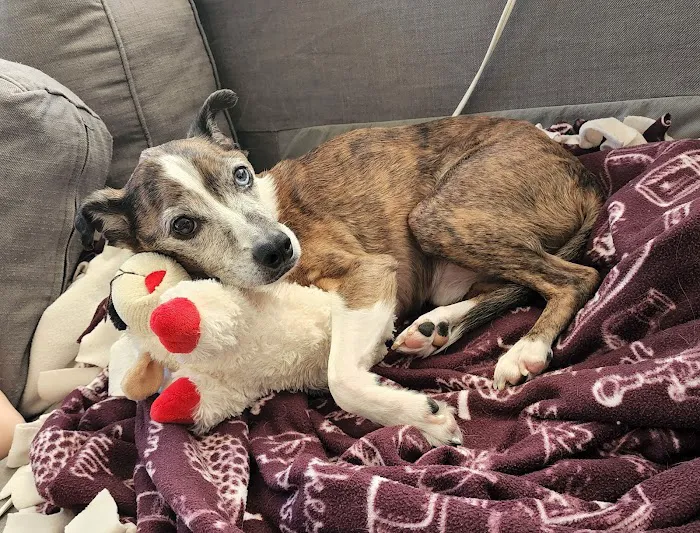 Animal Medical Center Somerset 1