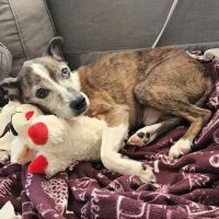 Animal Medical Center Somerset ico