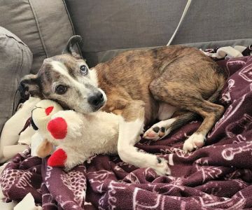 Animal Medical Center Somerset