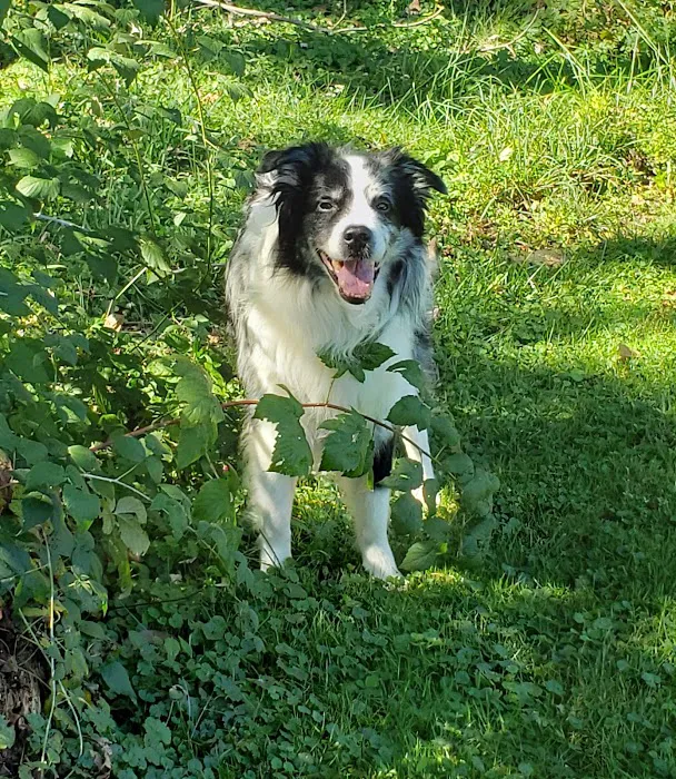 Animal Medical Center Somerset 5